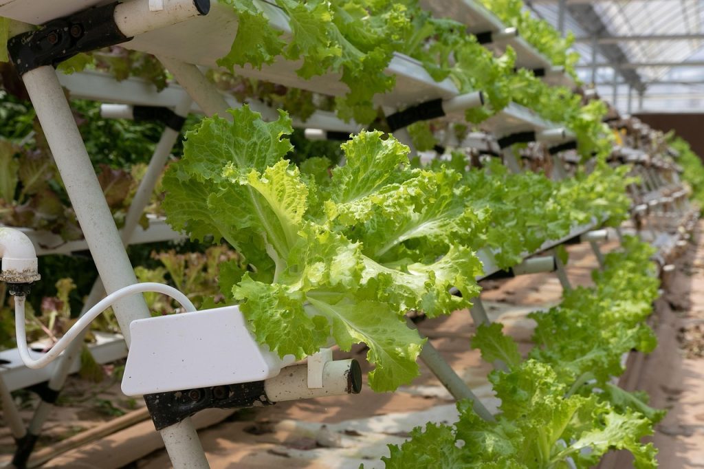 hydroponics, greenhouse, lettuce, hydroponics, hydroponics, hydroponics, hydroponics, hydroponics
