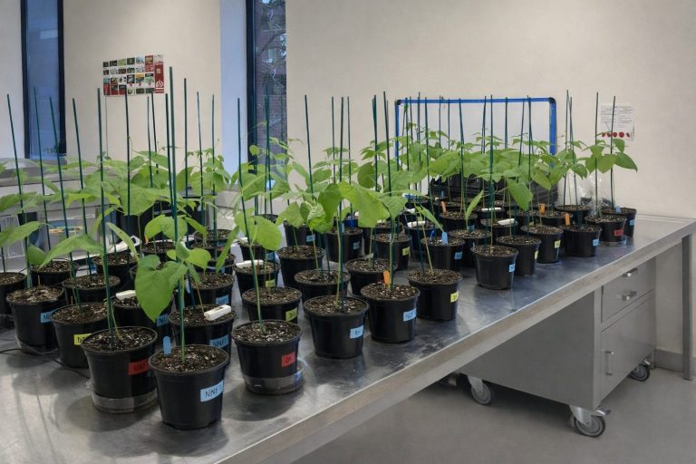 vineland-trial-credosense